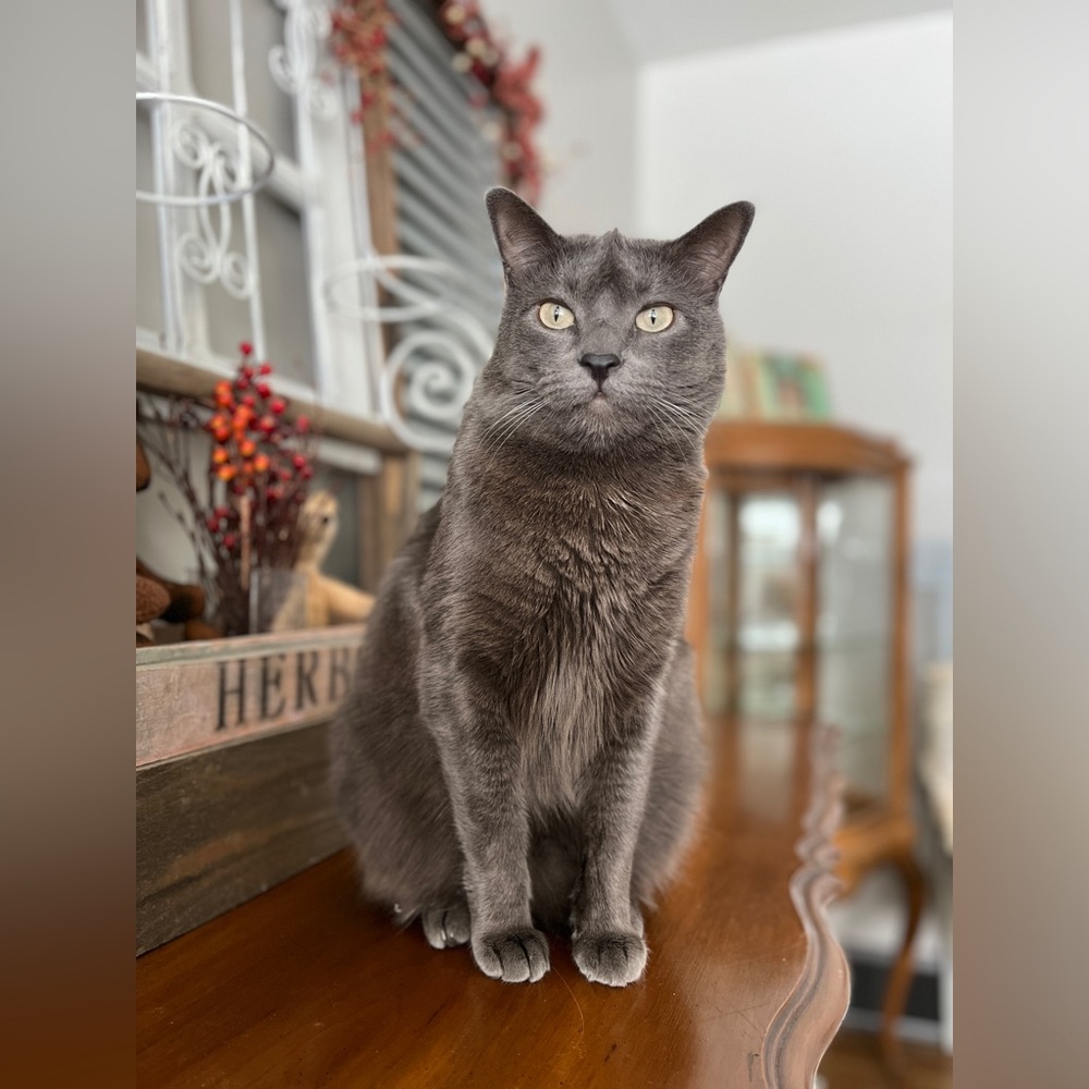 Meet your Posher, Maya